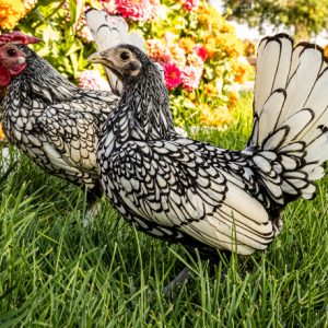 Silver Sebright Bantam