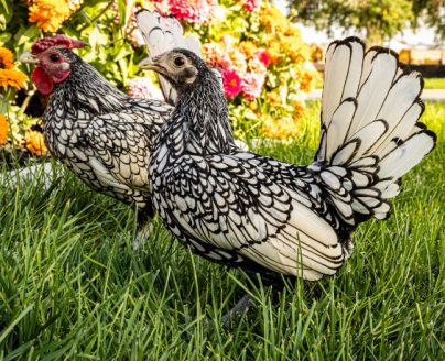 Silver Sebright Bantam (Zone 1-4)