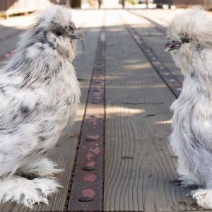 Splash Silkie Bantam