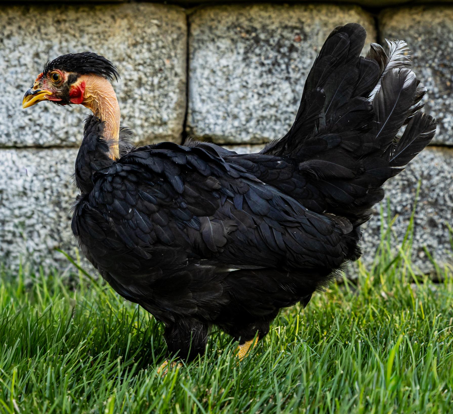 Turken Bantam (Zone 1-4) - Image 6