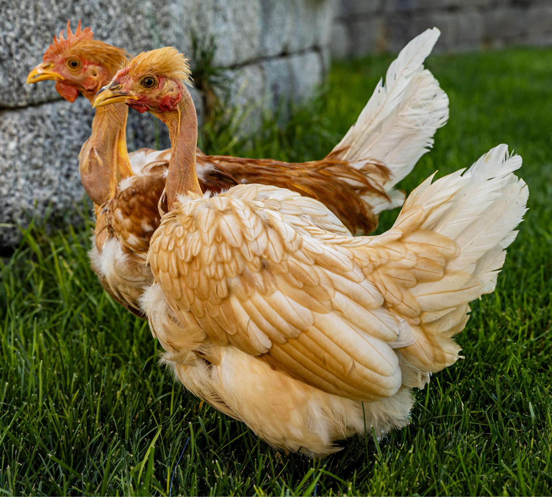 Turken Bantam (Zone 1-4)