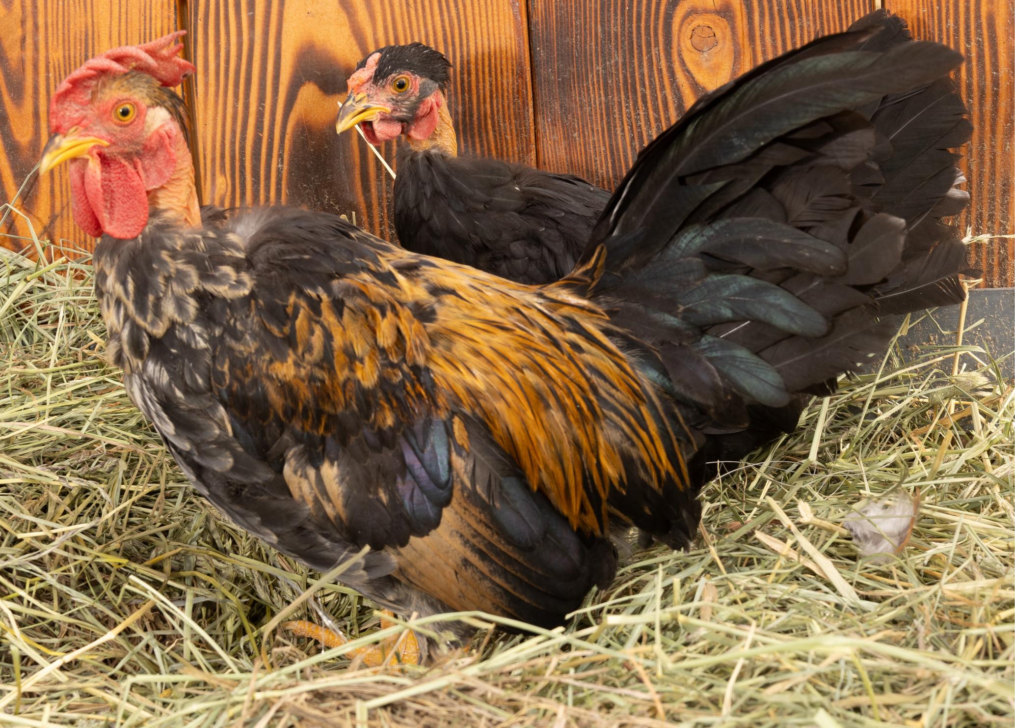 Turken Bantam (Zone 1-4) - Image 7