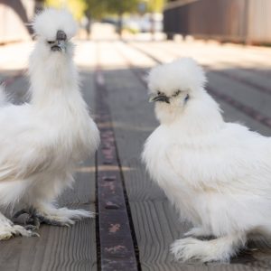 White Silkie Bantam