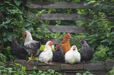 Chickens siting on a bench