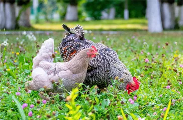 2 hens foraging for feed
