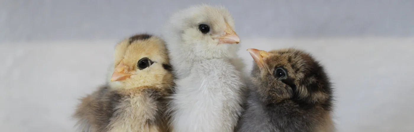 AMERAUCANA-CHICKS