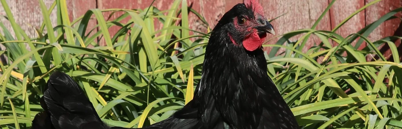 BLACK-AUSTRALORP-HEN