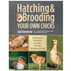 Hatching & Brooding Your Own Chicks