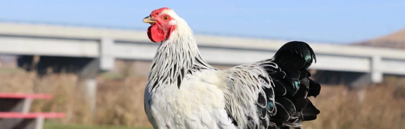 COLUMBIAN-WYANDOOTE-HEN