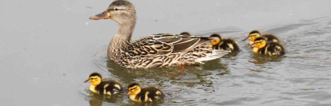 MALLARD-HEN-DUCK-WITH-DUCKLINGS
