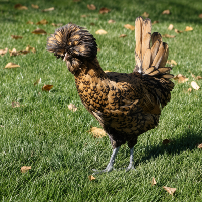Golden Laced Polish